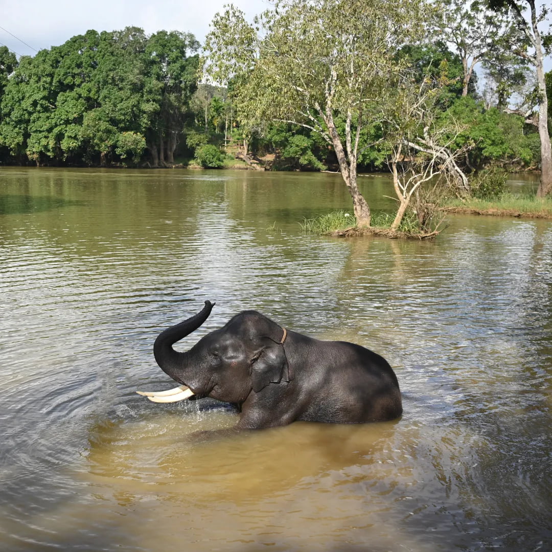 Taj Madikeri – Coorg Luxury Escape